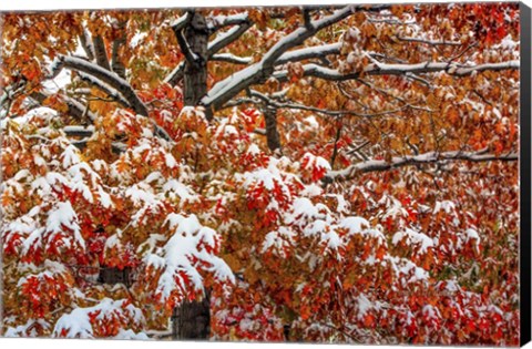 Framed Seasons Of Change Print