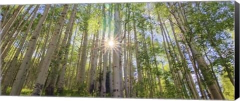 Framed Starshine Print