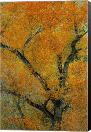 Framed Autumn Contrast Print