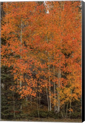 Framed Red-Orange Expierence Print