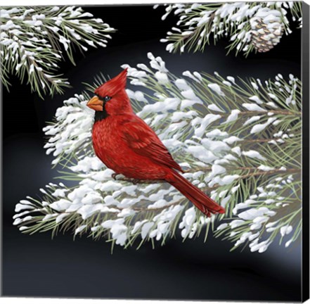 Framed Night Cardinal Print