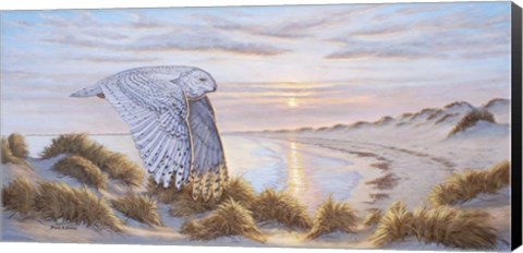 Framed Northern Visitor Print