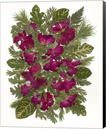 Framed Dried Pelargonium Print