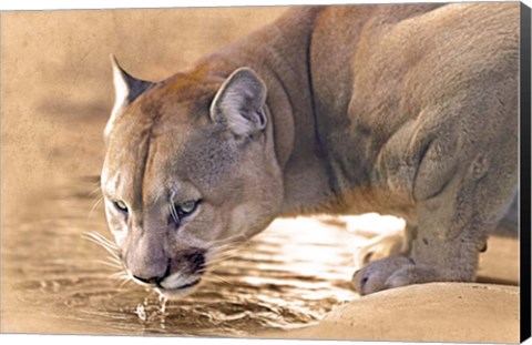 Framed Cougar Drinking Water Print