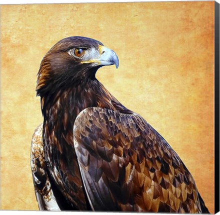 Framed Eagle King Print