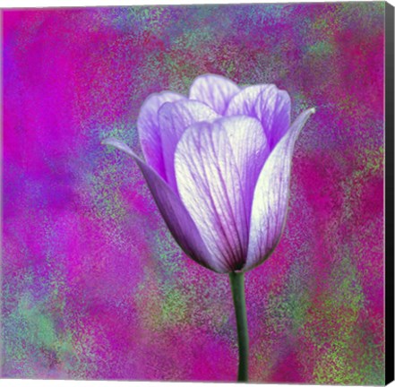 Framed Pink And Purple Print