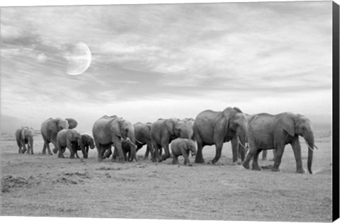 Framed Elephent Family Print