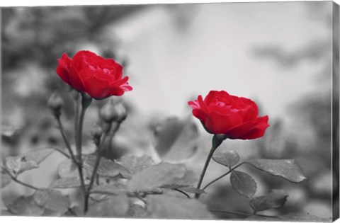 Framed Two Roses Print