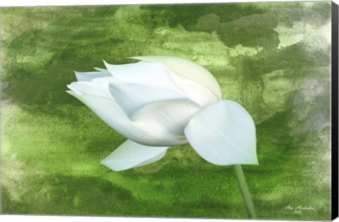 Framed White Lotus Print