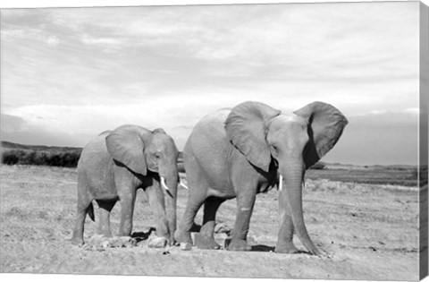 Framed Elephant Mother Print