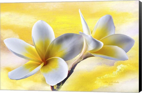 Framed Plumeria Print
