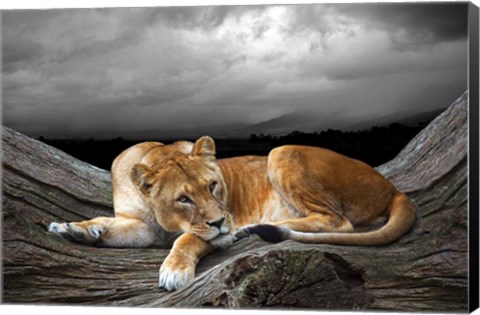 Framed Time To Rest Print