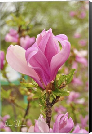Framed Pink Flower Print