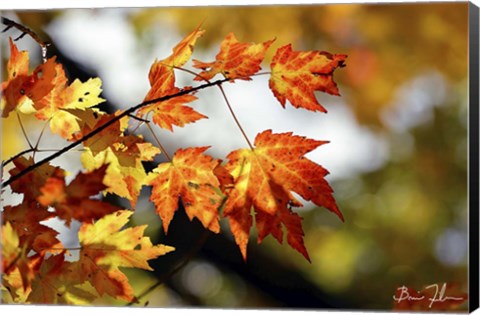 Framed Fall Colors Print