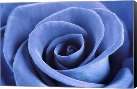 Framed Denim Blue Rose Print