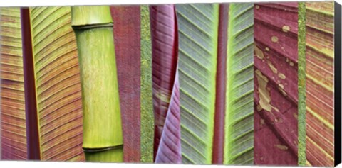 Framed Green and Red Leaf Collage Print