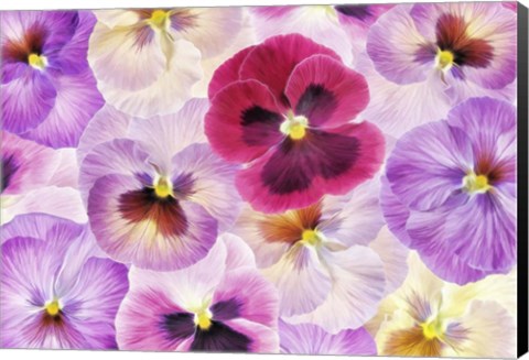 Framed Pansy Passion I Print