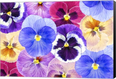 Framed Pansy Passion II Print