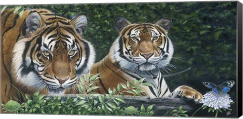 Framed Sumatran Tigers Print