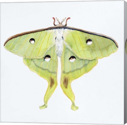 Framed Butterfly Collection Luna Moth Print