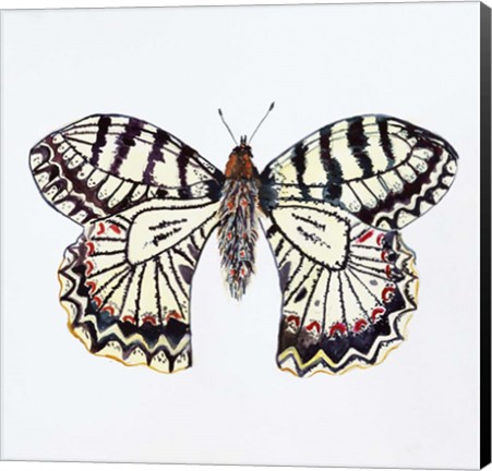 Framed Butterfly Collection Southern Festoon Print