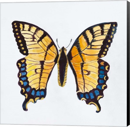 Framed Butterfly Collection The Tiger Swallowtail Print