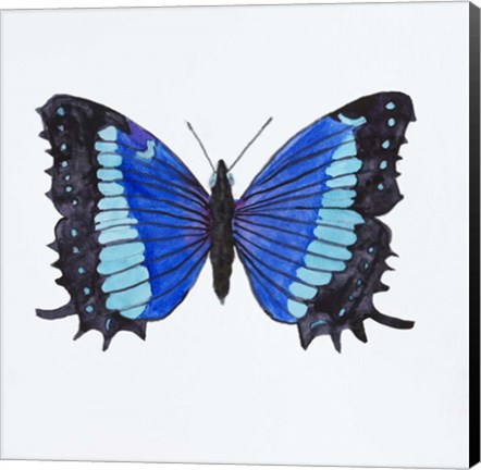 Framed Butterfly Collectio Baeotus-Baeotis Print