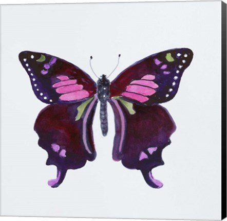 Framed Butterfly Collection Graphium weiskei Print