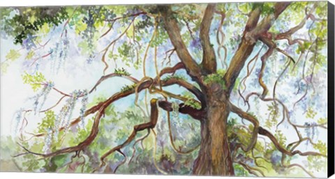 Framed Southern Live Oak Tree Print