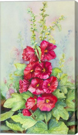 Framed Early Morning Hollyhock Print