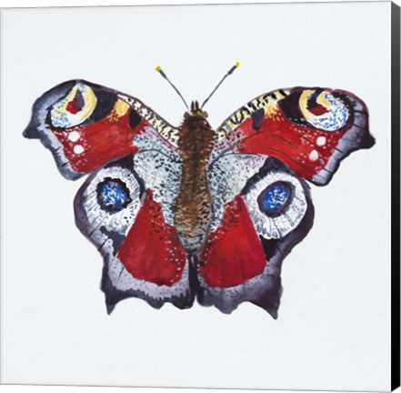 Framed Butterfly Collection Peacocks Print