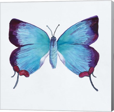 Framed Butterfly Collection Poritia Enycinoides Print