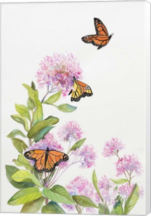 Framed Milkweed and Monarch Butterflies Print