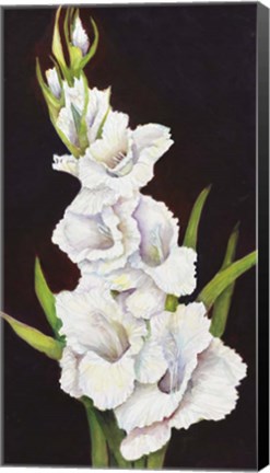 Framed Stem of Gladiolus Print