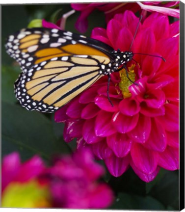 Framed Butterfly 1 Print