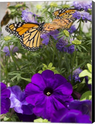 Framed Butterfly 1 Print