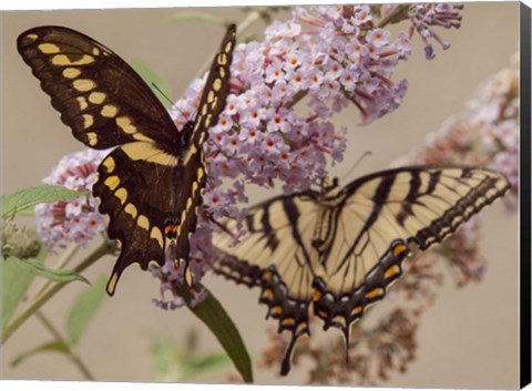Framed Butterfly 1 Print