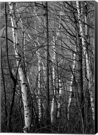 Framed Black &amp; White Natural Print