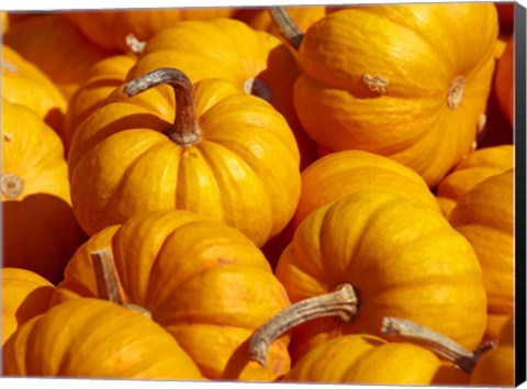 Framed Pumpkins Print