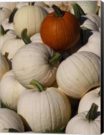 Framed White Pumpkins Print