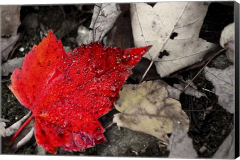 Framed Red Leaf Print