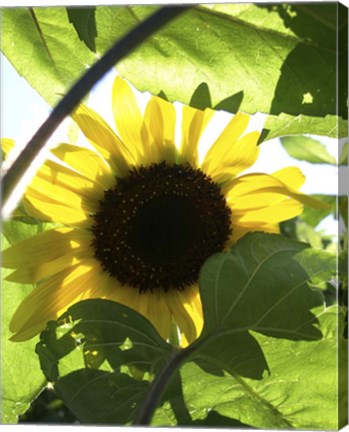 Framed Sunflower 6 Print