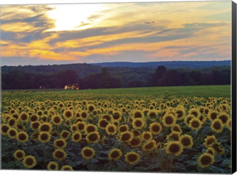 Framed Sunflower 11 Print