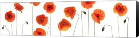 Framed Row of Poppies on White Print