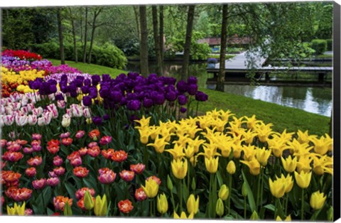 Framed Colorful Corner Keukenhof Tulips Garden 1 Print