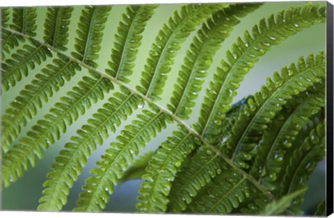 Framed Healing Art Fern Leaf After Rain Print