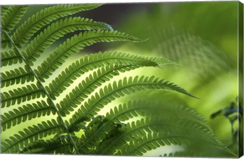 Framed Healing Art Fern Leaf Print