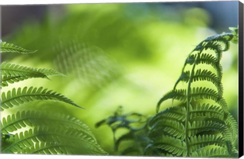 Framed Healing Art Fern Leaves Print