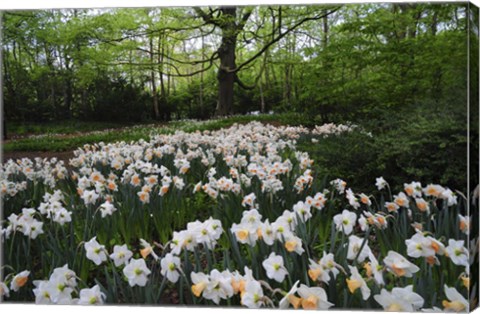 Framed Keukenhof Botanical Daffodils Garden Print