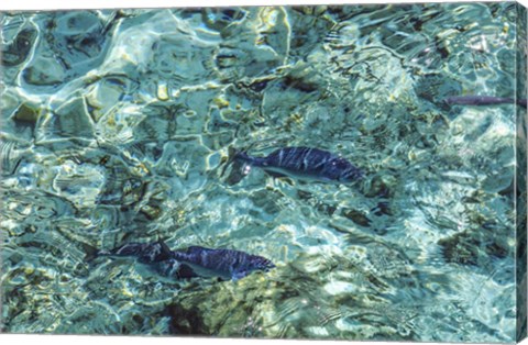 Framed Maldives Fishes in the Clear Water 1 Print